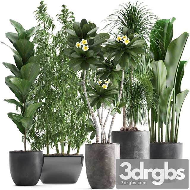 Collection of Exotic Plants in Black Pots and Vases for Decor and Interior with Bamboo Ficus Dracaena Banana Plumeria Bushes Set 311 3dsmax Download - thumbnail 1