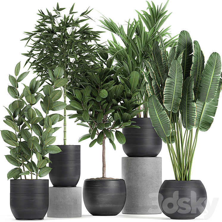 Collection of exotic plants in black pots with Bamboo bush ficus palm banana Plumeria. Set 715. 3DS Max - thumbnail 1