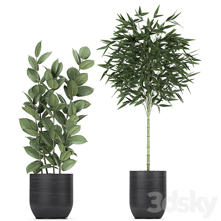 Collection of exotic plants in black pots with Bamboo bush ficus palm banana Plumeria. Set 715. 3DS Max - thumbnail 2