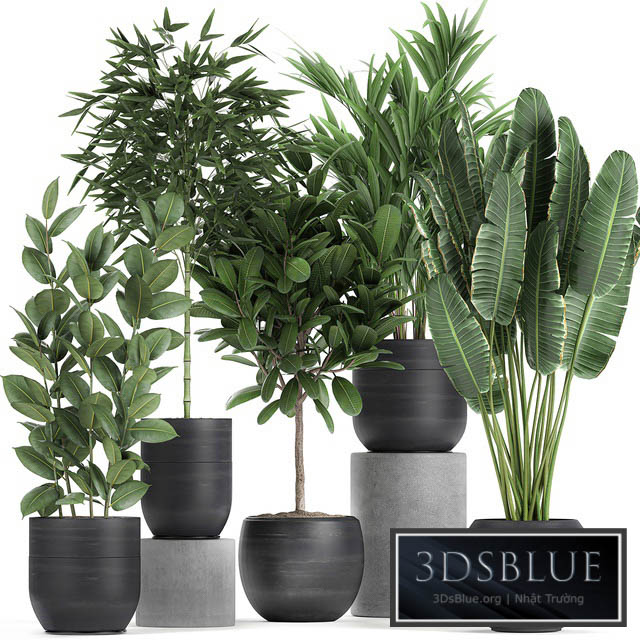 Collection of exotic plants in black pots with Bamboo bush ficus palm banana Plumeria. Set 715. 3DS Max - thumbnail 3