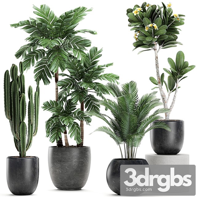 Collection of exotic plants in black pots with palm cariota, cactus cereus, frangipani tree. set 678 - thumbnail 1