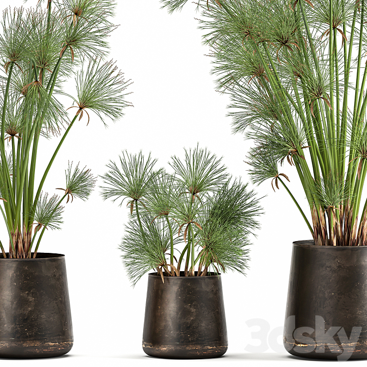 Collection of exotic plants in metal rusty pots with Papyrus Syt Cyperus. 1048. 3DS Max Model - thumbnail 2