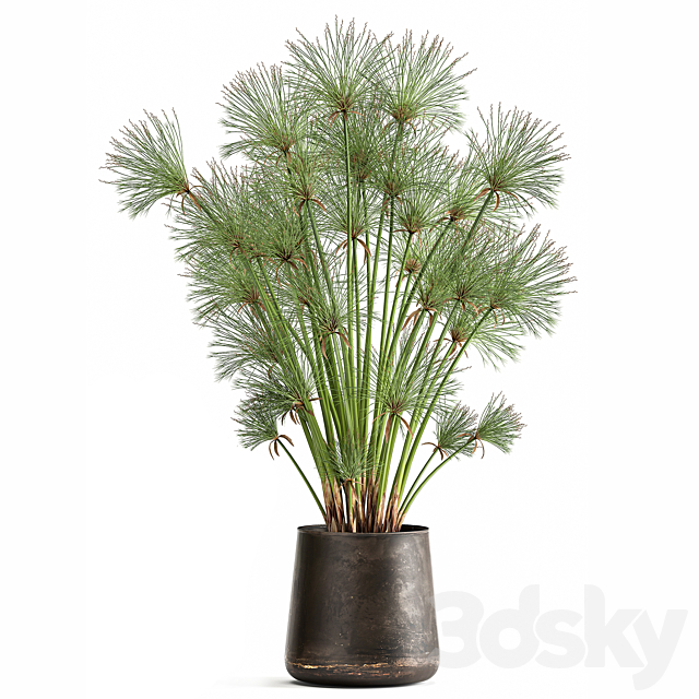 Collection of exotic plants in metal rusty pots with Papyrus. Syt. Cyperus. 1048. 3DSMax File - thumbnail 3