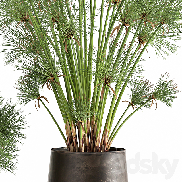 Collection of exotic plants in metal rusty pots with Papyrus. Syt. Cyperus. 1048. 3DSMax File - thumbnail 4