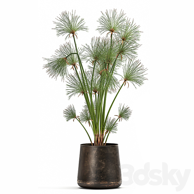 Collection of exotic plants in metal rusty pots with Papyrus. Syt. Cyperus. 1048. 3DSMax File - thumbnail 5