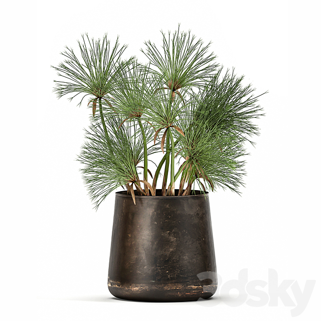 Collection of exotic plants in metal rusty pots with Papyrus. Syt. Cyperus. 1048. 3DSMax File - thumbnail 6