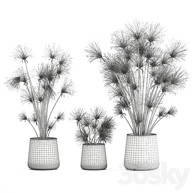 Collection of exotic plants in metal rusty pots with Papyrus. Syt. Cyperus. 1048. 3DSMax File - thumbnail 7