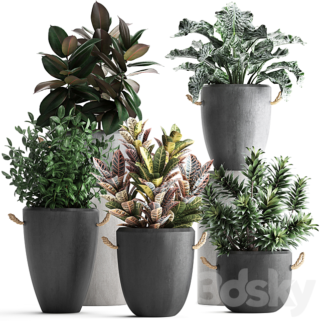 Collection of exotic plants in modern black concrete pots and flowerpots with Ficus robusta alokasia croton dracaena. Set 393 3ds Max - thumbnail 1