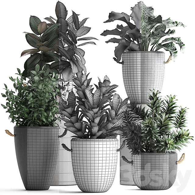 Collection of exotic plants in modern black concrete pots and flowerpots with Ficus robusta alokasia croton dracaena. Set 393 3ds Max - thumbnail 3