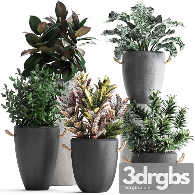 Collection of exotic plants in modern black concrete pots and flowerpots with ficus robusta, alokasia, croton, dracaena. set 393 - thumbnail 1