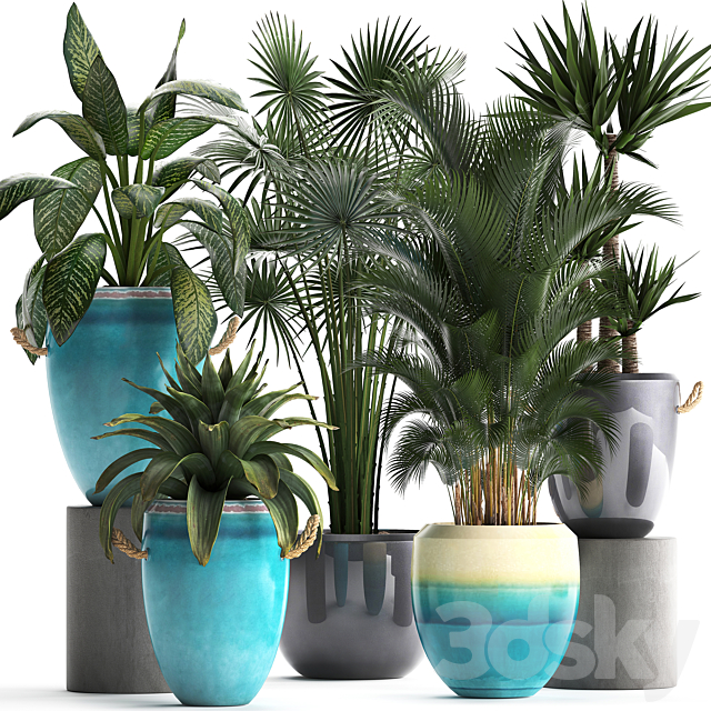 Collection of exotic plants in modern multicolored pots and vases with Fan palm bromelia Howea Yucca Dieffenbachia. Set 394 3ds Max - thumbnail 1