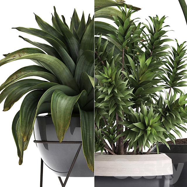 Collection of exotic plants in modern pots and vases with tropical bromelia alokasia dracaena palm grass. Set 395 3DS Max Model - thumbnail 2