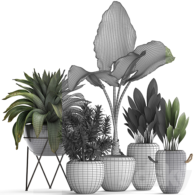 Collection of exotic plants in modern pots and vases with tropical bromelia alokasia dracaena palm grass. Set 395 3DS Max Model - thumbnail 3