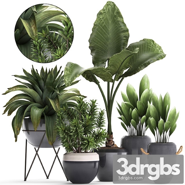 Collection of exotic plants in modern pots and vases with tropical bromelia, alokasia, dracaena, palm grass. set 395 - thumbnail 1