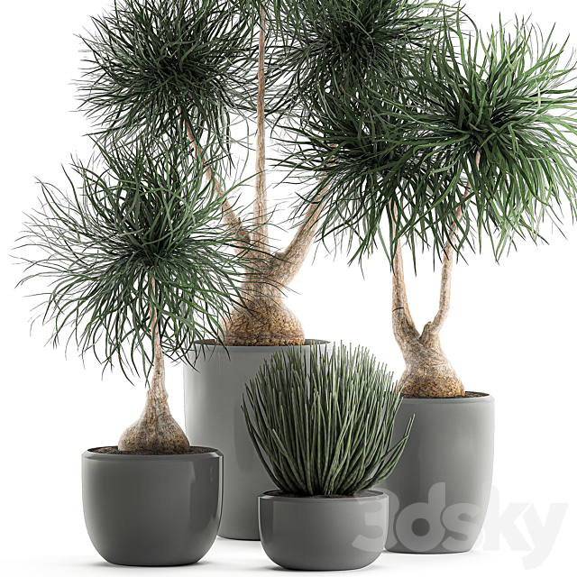 Collection of exotic plants in pots with bent Bokarnea Dracaena Sansevieria desert plants. Set 540. 3DS Max Model - thumbnail 2