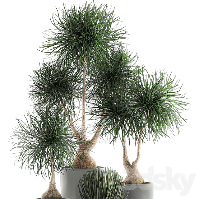 Collection of exotic plants in pots with bent Bokarnea Dracaena Sansevieria desert plants. Set 540. 3DS Max Model - thumbnail 3