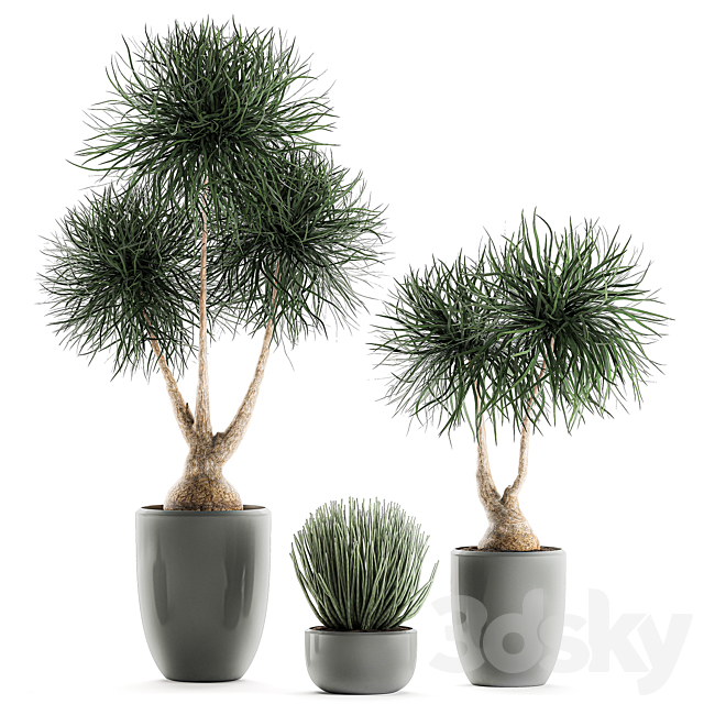 Collection of exotic plants in pots with bent Bokarnea Dracaena Sansevieria desert plants. Set 540. 3DS Max Model - thumbnail 4