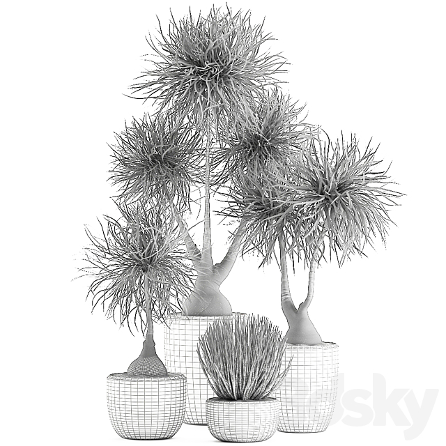 Collection of exotic plants in pots with bent Bokarnea Dracaena Sansevieria desert plants. Set 540. 3DS Max Model - thumbnail 5