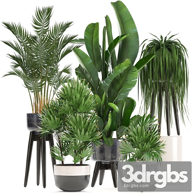 Collection of Houseplants in Pots and Flowerpots for the Interior Made of Rapis Palm Banana Strelitzia 231 3dsmax Download - thumbnail 1