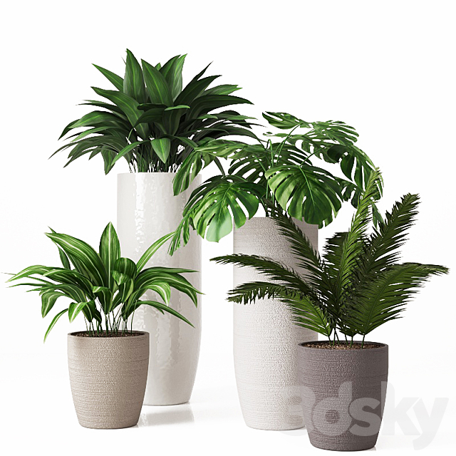 Collection of indoor plants 01 3DSMax File - thumbnail 1