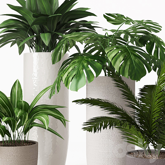 Collection of indoor plants 01 3DSMax File - thumbnail 2