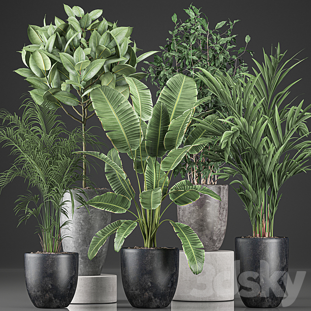 Collection of indoor plants Banana palm ficus tree in black pots for the interior. Set 610. 3DS Max Model - thumbnail 2