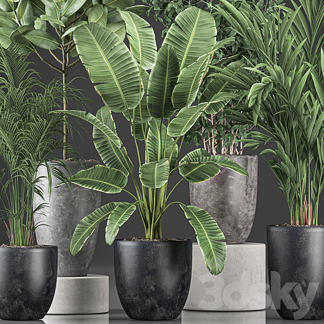 Collection of indoor plants Banana palm ficus tree in black pots for the interior. Set 610. 3DS Max Model - thumbnail 3