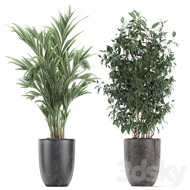 Collection of indoor plants Banana palm ficus tree in black pots for the interior. Set 610. 3DS Max Model - thumbnail 4