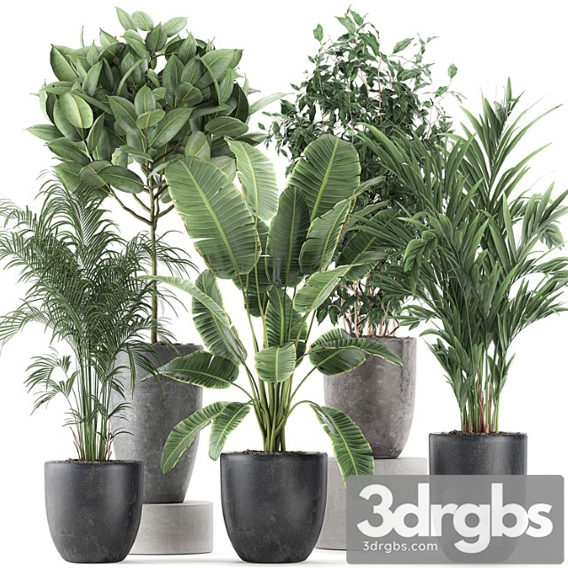 Collection of Indoor Plants Banana Palm Ficus Tree in Black Pots For The Interior Set 610. 3dsmax Download - thumbnail 1