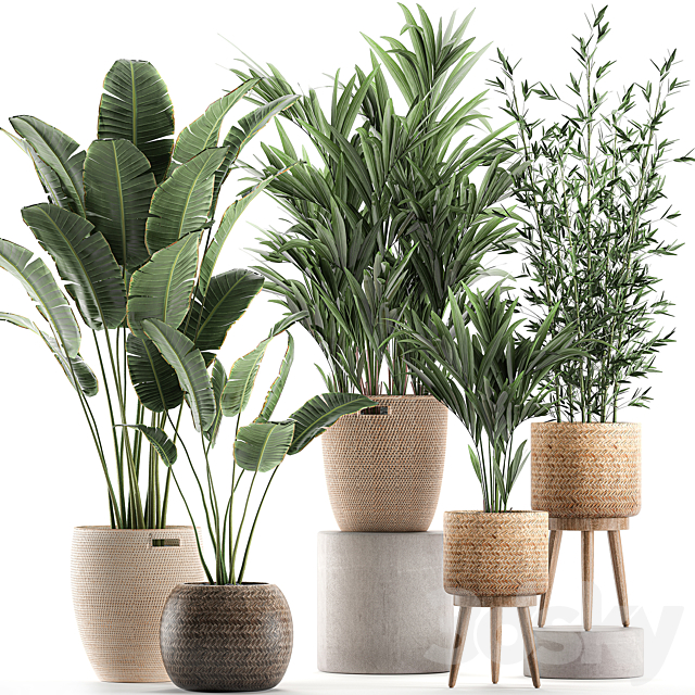 Collection of indoor plants in rattan baskets with palm. bamboo. banana for decoration and interior. Set 600. 3DSMax File - thumbnail 1