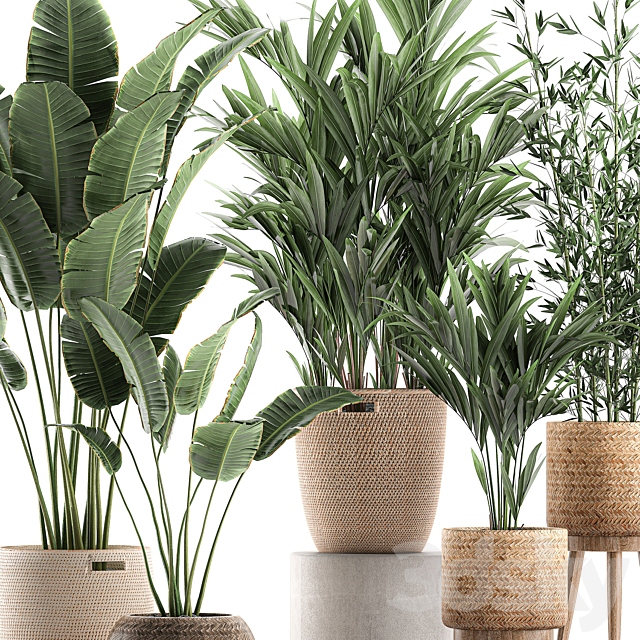 Collection of indoor plants in rattan baskets with palm. bamboo. banana for decoration and interior. Set 600. 3DSMax File - thumbnail 2