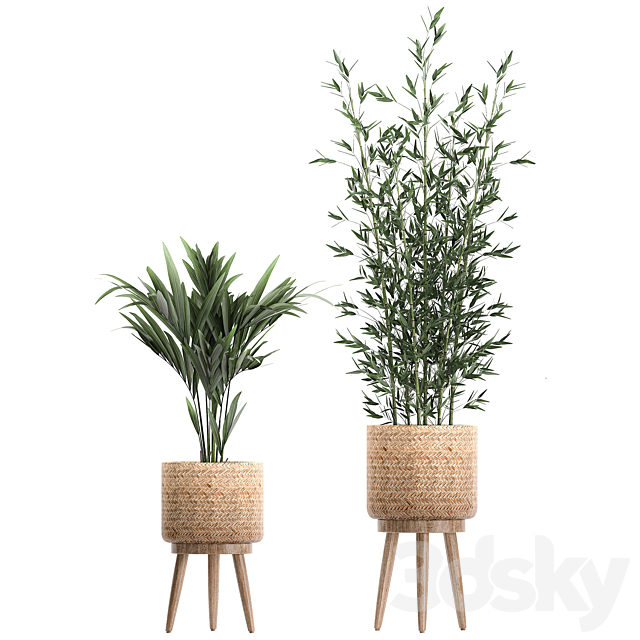 Collection of indoor plants in rattan baskets with palm. bamboo. banana for decoration and interior. Set 600. 3DSMax File - thumbnail 3