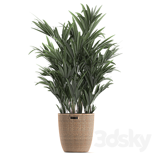 Collection of indoor plants in rattan baskets with palm. bamboo. banana for decoration and interior. Set 600. 3DSMax File - thumbnail 4