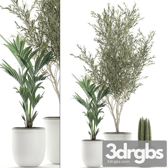 Collection of indoor plants in white pots with olive tree, cylindrical sansevieria, small palm. set 652. - thumbnail 1