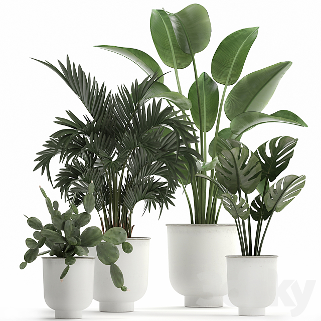 Collection of indoor plants in white vases with monstera. cactus. Strelitzia. Hovea.palm. cactus. Set 927. 3DSMax File - thumbnail 1