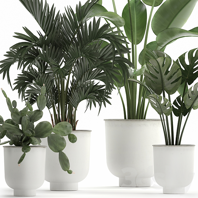 Collection of indoor plants in white vases with monstera. cactus. Strelitzia. Hovea.palm. cactus. Set 927. 3DSMax File - thumbnail 2