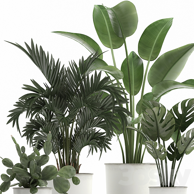 Collection of indoor plants in white vases with monstera. cactus. Strelitzia. Hovea.palm. cactus. Set 927. 3DSMax File - thumbnail 3