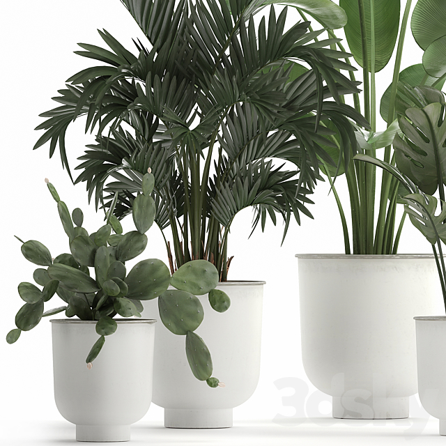 Collection of indoor plants in white vases with monstera. cactus. Strelitzia. Hovea.palm. cactus. Set 927. 3DSMax File - thumbnail 4