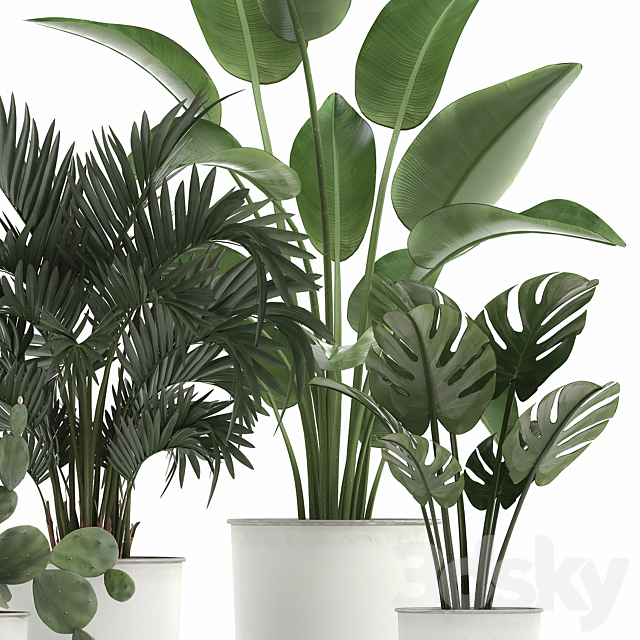 Collection of indoor plants in white vases with monstera. cactus. Strelitzia. Hovea.palm. cactus. Set 927. 3DSMax File - thumbnail 5