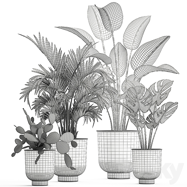 Collection of indoor plants in white vases with monstera. cactus. Strelitzia. Hovea.palm. cactus. Set 927. 3DSMax File - thumbnail 6