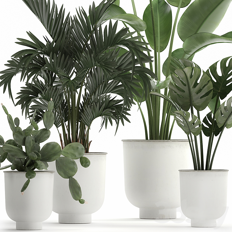 Collection of indoor plants in white vases with monstera cactus Strelitzia Hoveapalm cactus. Set 927. 3DS Max Model - thumbnail 2