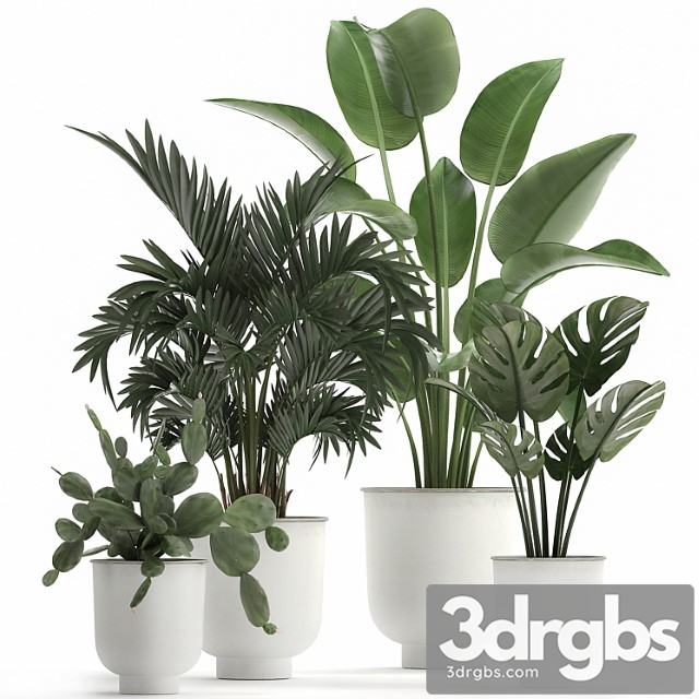 Collection of indoor plants in white vases with monstera, cactus, strelitzia, hovea,palm, cactus. set 927. - thumbnail 1