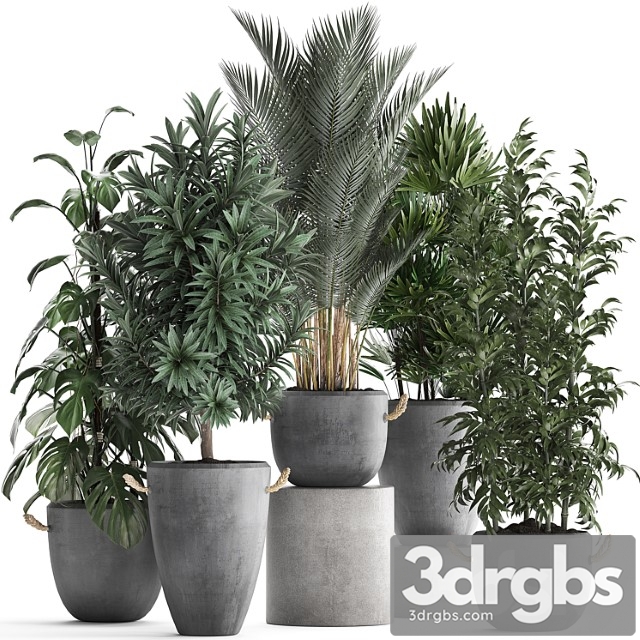 Collection of interior plants in modern concrete pots and vases made of palm, bamboo, rapeseed, monstera. set 413 - thumbnail 1