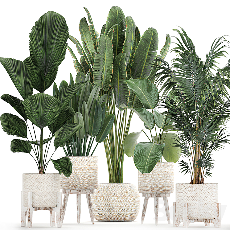 Collection of interior plants in white rattan baskets flowerpot banana palm Howea Likuala kalatea lutea. Set 713. 3DS Max - thumbnail 1