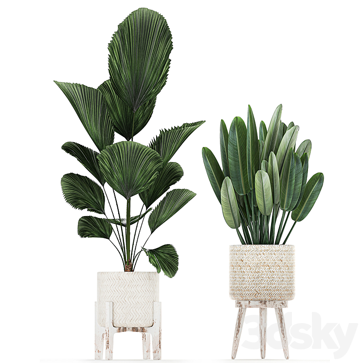 Collection of interior plants in white rattan baskets flowerpot banana palm Howea Likuala kalatea lutea. Set 713. 3DS Max - thumbnail 2