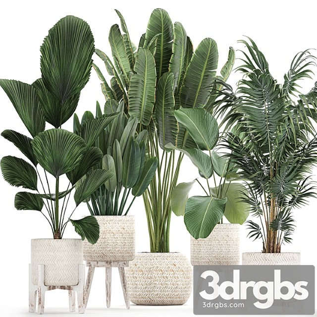 Collection Of Interior Plants in white Rattan Baskets Flowerpot Banana Palm Howea Likuala Kalatea Lutea Set 713 3dsmax Download - thumbnail 1