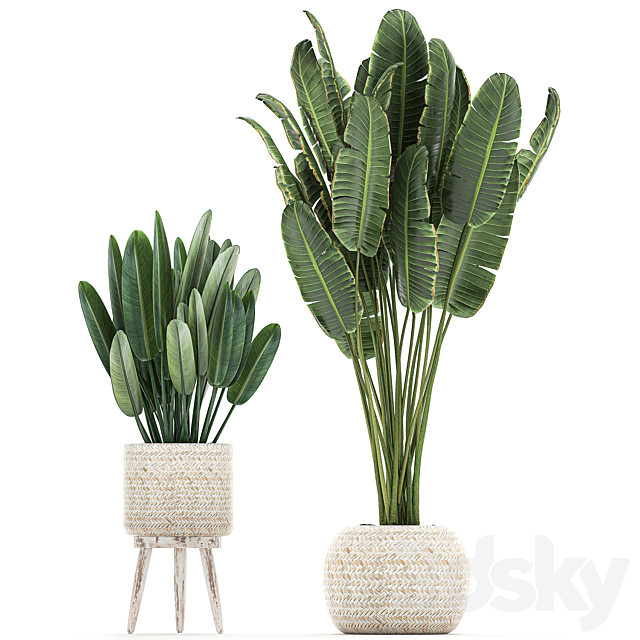 Collection of interior plants in white rattan baskets. flowerpot. banana palm. Howea. Likuala. kalatea lutea. Set 713. 3DSMax File - thumbnail 3