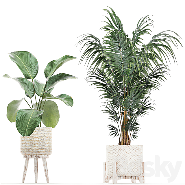 Collection of interior plants in white rattan baskets. flowerpot. banana palm. Howea. Likuala. kalatea lutea. Set 713. 3DSMax File - thumbnail 4