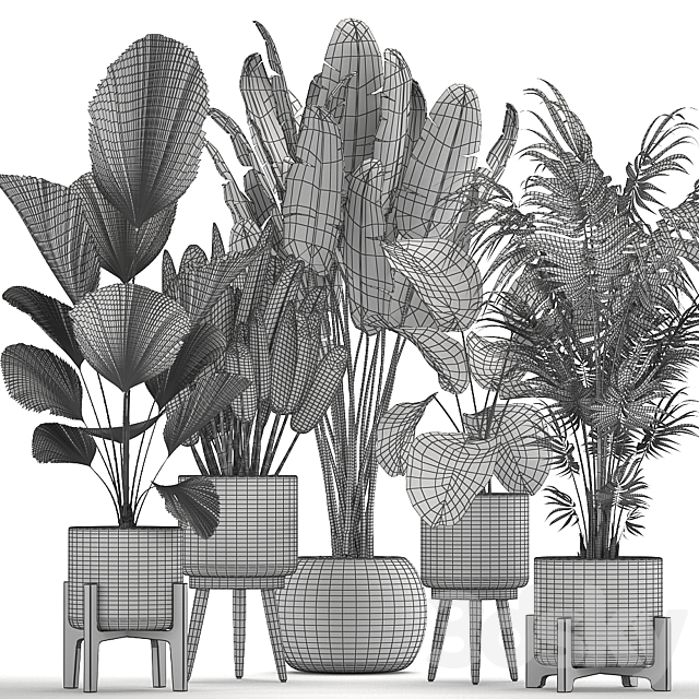 Collection of interior plants in white rattan baskets. flowerpot. banana palm. Howea. Likuala. kalatea lutea. Set 713. 3DSMax File - thumbnail 5