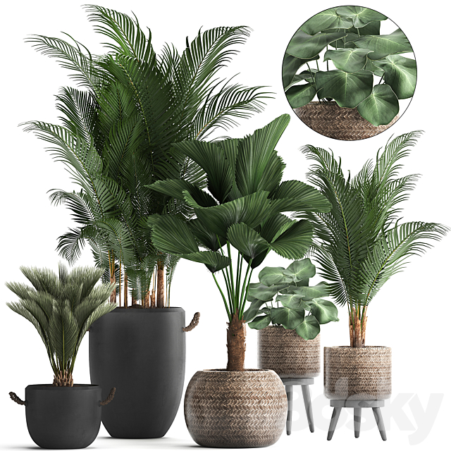 Collection of modern plants in black pots and baskets with Palm trees hovea. Likuala. loft. Set 422. 3DSMax File - thumbnail 1